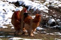 Three chickens in a backyard Royalty Free Stock Photo