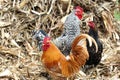 Chickens Royalty Free Stock Photo