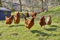 Chickens Royalty Free Stock Photo