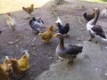 Chickens of all kinds in the barn yard with ducks are very beautiful