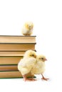 Chickens around books.