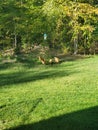 Chickens in the back yard cluck cluck Royalty Free Stock Photo