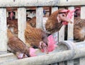 Chickens in bamboo cage Royalty Free Stock Photo