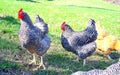 Poultry fowls in the barnyard