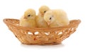 Chickens in a basket Royalty Free Stock Photo