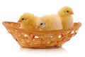 Chickens in a basket Royalty Free Stock Photo