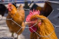 Chickens behind fence