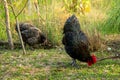 Chickens black australorp looking for food and eating in the backyard farming. Royalty Free Stock Photo