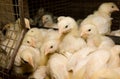 Chickens broilers in a cage in a poultry farm