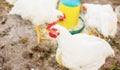 Chickens broilers on the farm. Selective focus