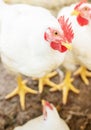 Chickens broilers on the farm. Selective focus