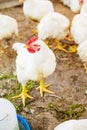 Chickens broilers on the farm. Selective focus