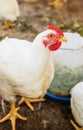 Chickens broilers on the farm. Selective focus