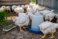 Chickens broilers on a home farm. Selective focus.