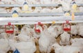 Chickens broilers in a poultry farm Royalty Free Stock Photo