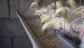 Chickens in a cage on a chicken farm eat feed. Royalty Free Stock Photo