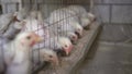 Chickens in a cage on a chicken farm eat feed. Royalty Free Stock Photo