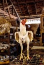 Chickens in a cage at market in Africa. Live chicken for sale. Animals in captivity. Farming and birds cruelty concept Royalty Free Stock Photo