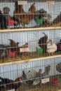 Chickens in a cage ready for sale Royalty Free Stock Photo