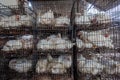 Chickens Cages Abattoir