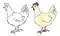 Chickens cartoon sketch silhouette. Vector illustration on white background. isolated object. farm bird Royalty Free Stock Photo