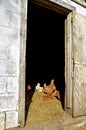 Chickens catch sun light through doorway