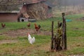 Chickens and cock grazing in a meadow near the village house Royalty Free Stock Photo