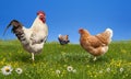 Chickens and on the green meadow Royalty Free Stock Photo