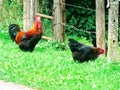Chickens and cock, rooster near fence with barbed wire. Free farm animals.