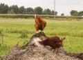 Chickens on compost Royalty Free Stock Photo