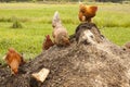 Chickens on compost Royalty Free Stock Photo