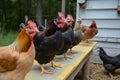 chickens on a coop bench clucking along to a crowing rooster singer Royalty Free Stock Photo
