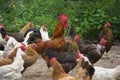 Chickens in country yard