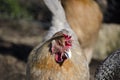 Chickens love yogurt Royalty Free Stock Photo