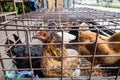 Chickens in crowded cages Royalty Free Stock Photo