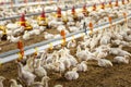 Chickens are drinking water in close farm, temperature and light control , Thailand