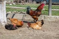 Chickens in the dust