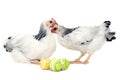 Chickens and easter eggs Royalty Free Stock Photo