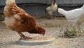 Chickens in the countryside eat grain in the feeder