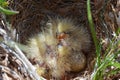 The eurasian skylark nest closeup Royalty Free Stock Photo