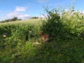 Chickens on the farm in the blue sky. Summer rural landscape. Green field with animals and pasture. Royalty Free Stock Photo