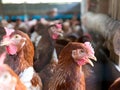 Chickens in farm and blurred background