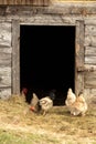 Chickens on a farm Royalty Free Stock Photo