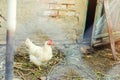 Chickens on the farm, farming, village