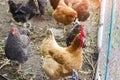 Chickens on the farm, farming, village