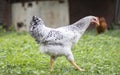 Chickens on the farm, poultry concept. White loose chicken outdoors. Funny bird on a bio farm. Domestic birds on a free range farm Royalty Free Stock Photo