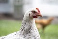 Chickens on the farm, poultry concept. White loose chicken outdoors. Funny bird on a bio farm. Domestic birds on a free range farm Royalty Free Stock Photo