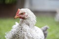 Chickens on the farm, poultry concept. White loose chicken outdoors. Funny bird on a bio farm. Domestic birds on a free range farm Royalty Free Stock Photo