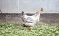 Chickens on the farm, poultry concept. White loose chicken outdoors. Funny bird on a bio farm. Domestic birds on a free range farm Royalty Free Stock Photo