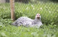 Chickens on the farm, poultry concept. White loose chicken outdoors. Funny bird on a bio farm. Domestic birds on a free range farm Royalty Free Stock Photo